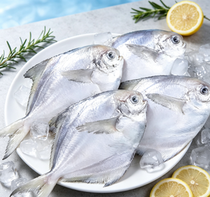 Frozen Raw Silver Pomfret