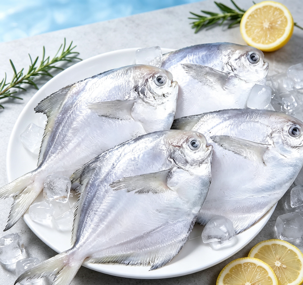 Silver Pomfret